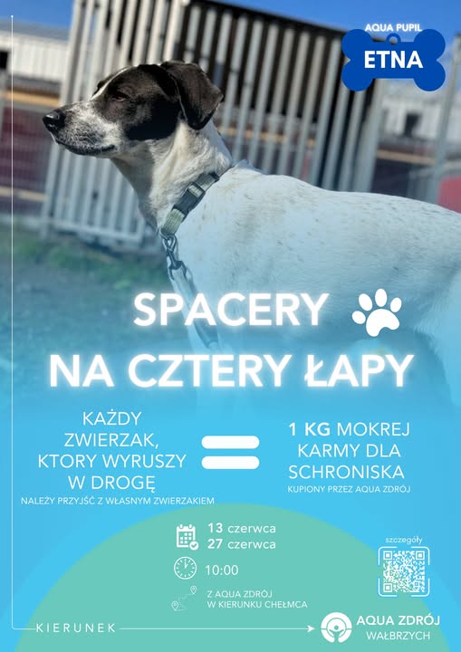 Spacer na cztery łapy