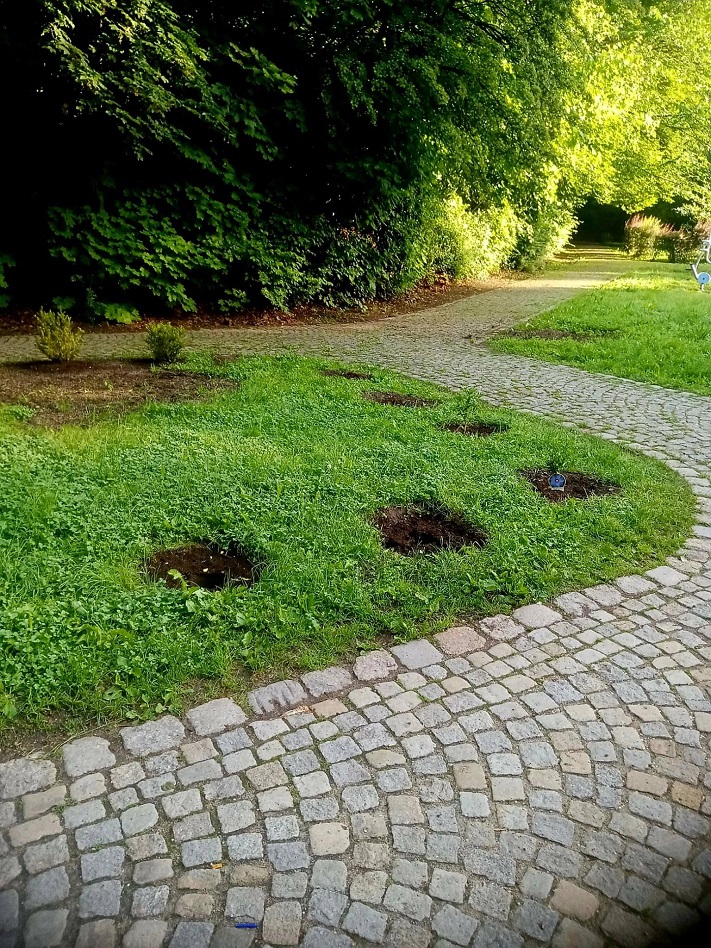 Skradziono hibiskusy i kasztanowca
