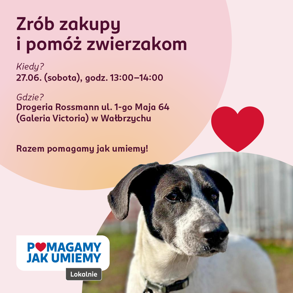 Wsparcie dla Schroniska dla Zwierząt im. Jana Lityńskiego