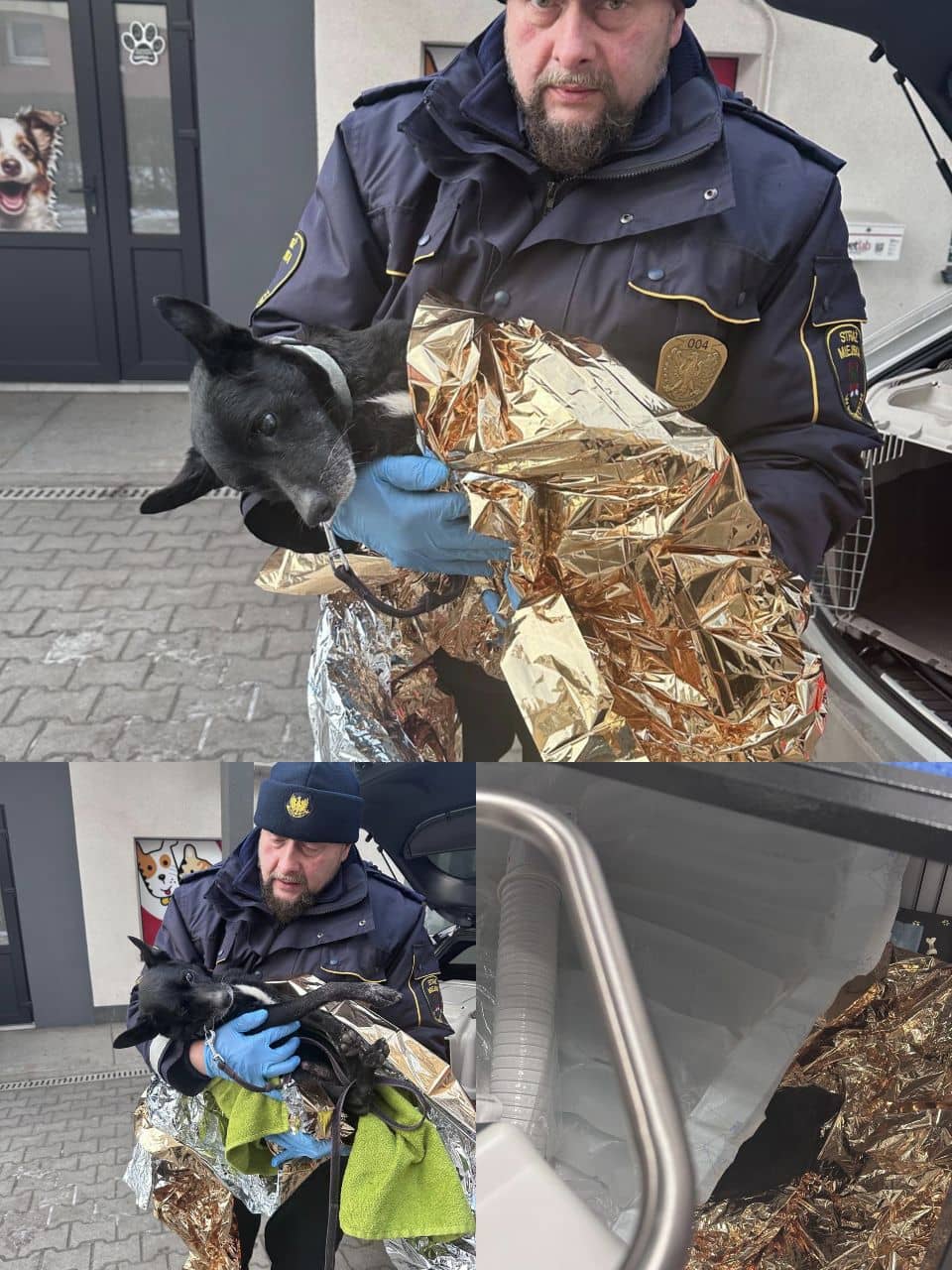 Pies konający w śnieżnej zaspie