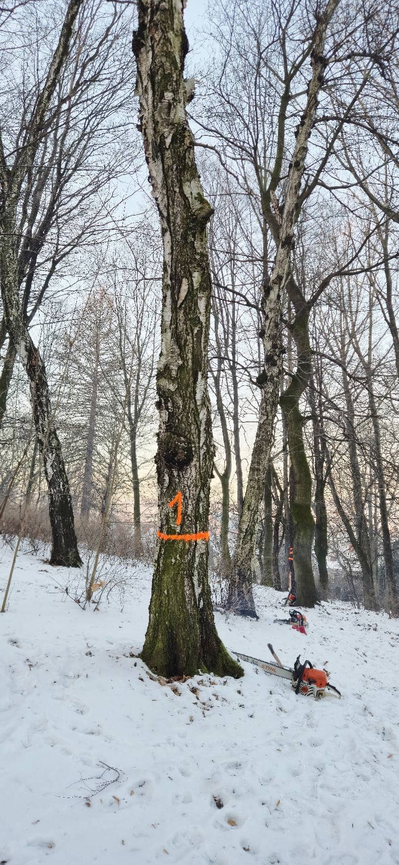 Tną aż wióry lecą