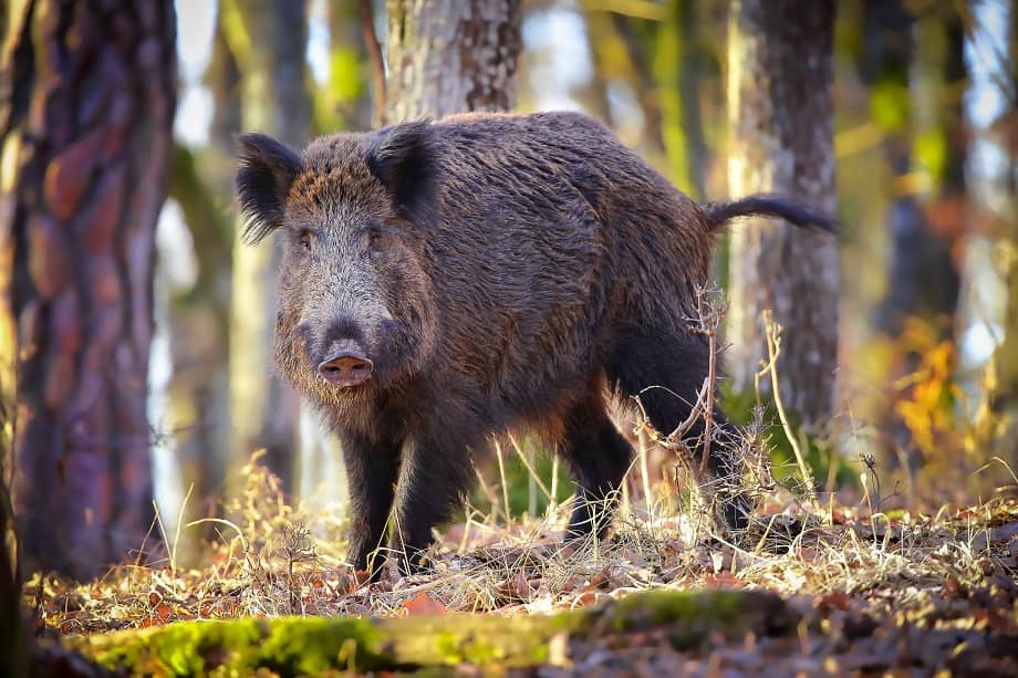 Rezerwat przyrody obok Rybnicy Leśnej? Co to znaczy dla mieszkańców?