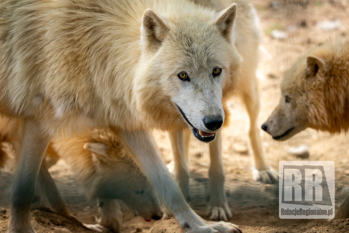 Młode wilki w ZOO Łączna