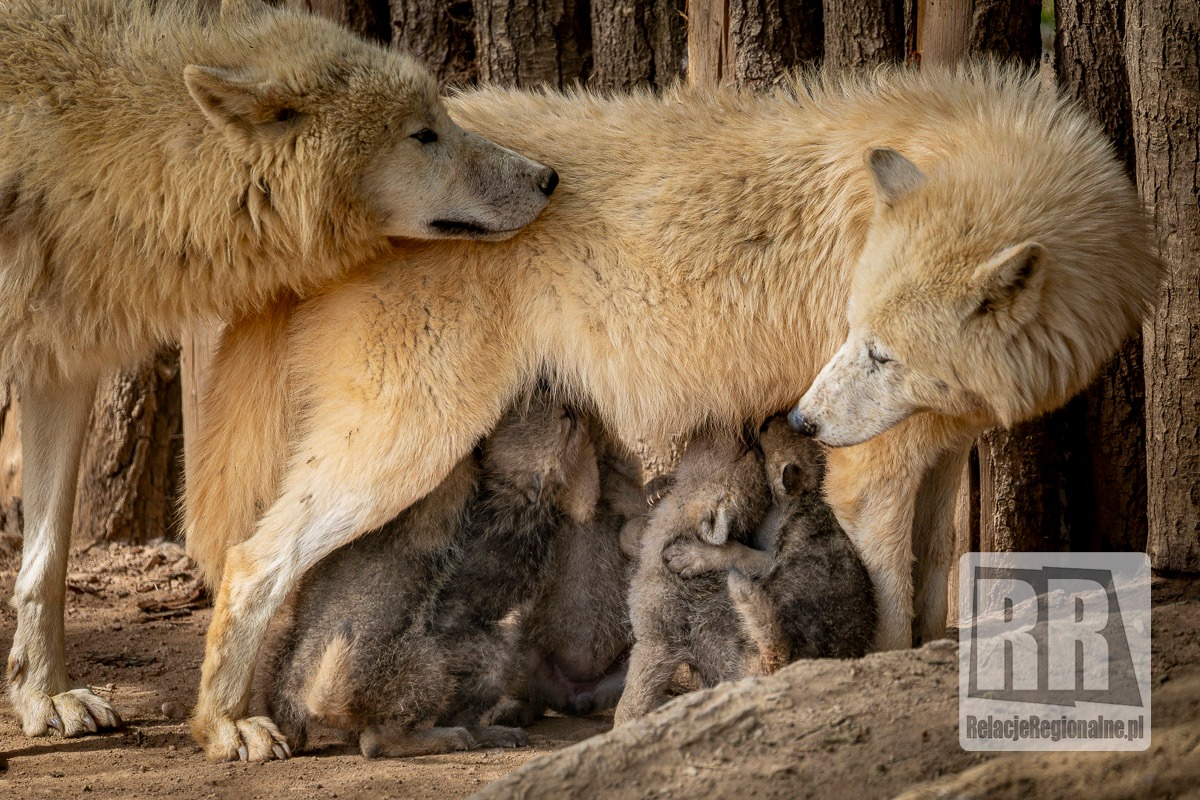 Młode wilki w ZOO Łączna
