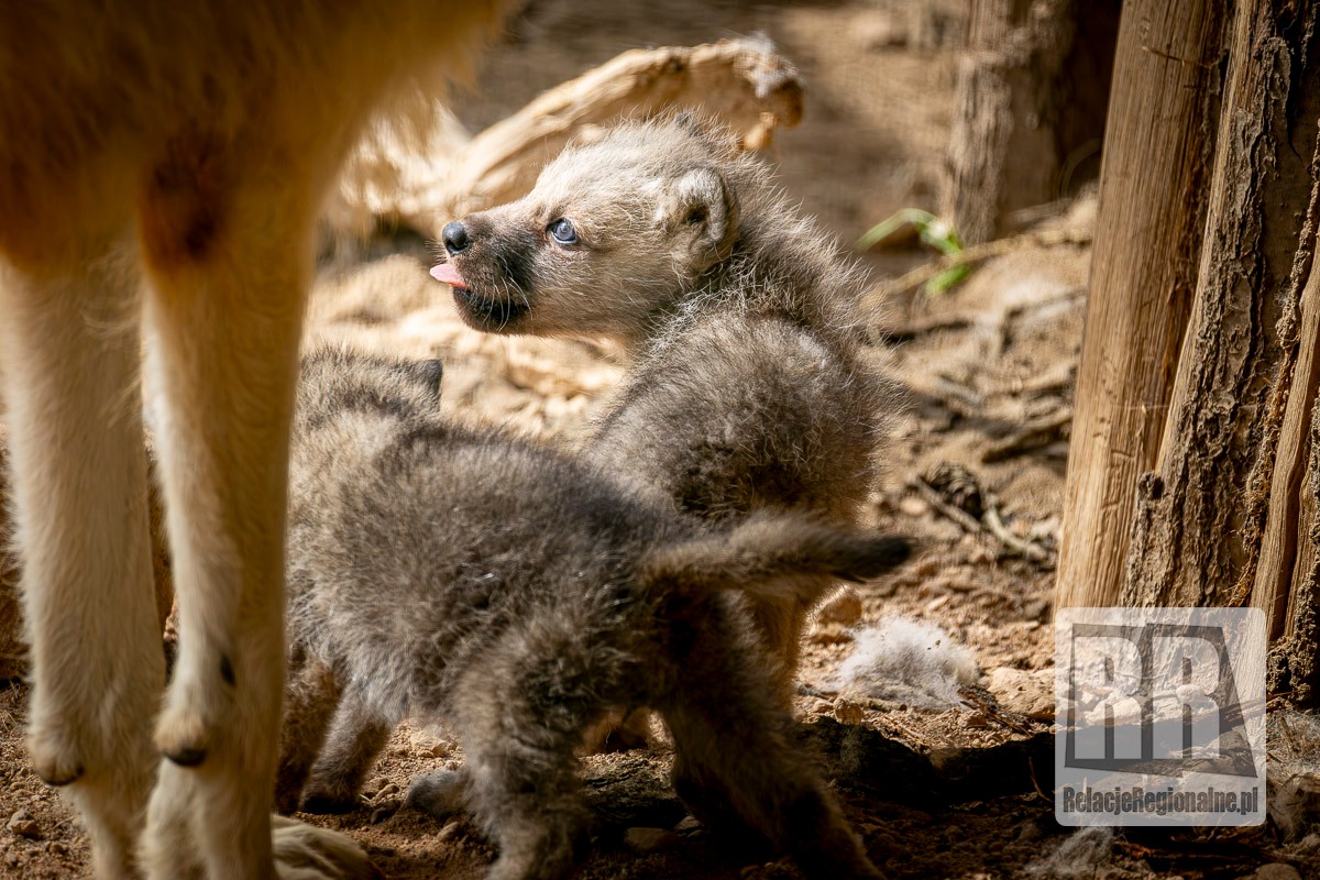 Młode wilki w ZOO Łączna