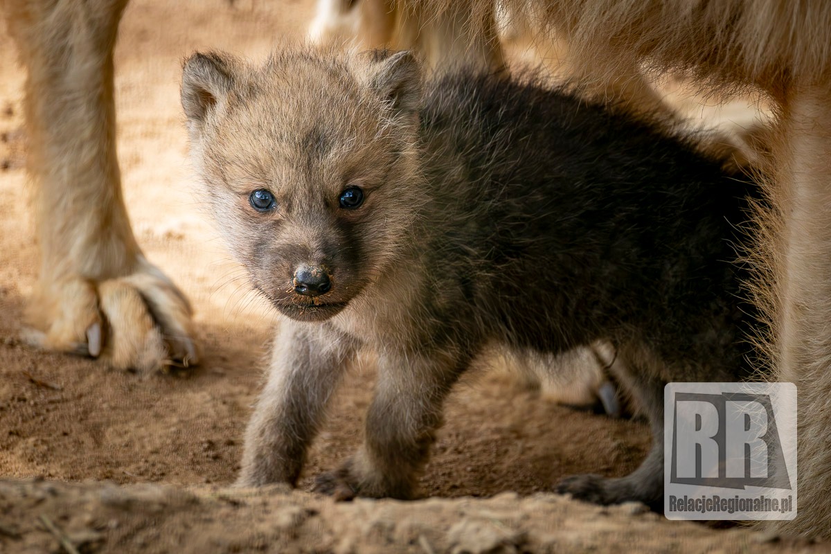 Młode wilki w ZOO Łączna