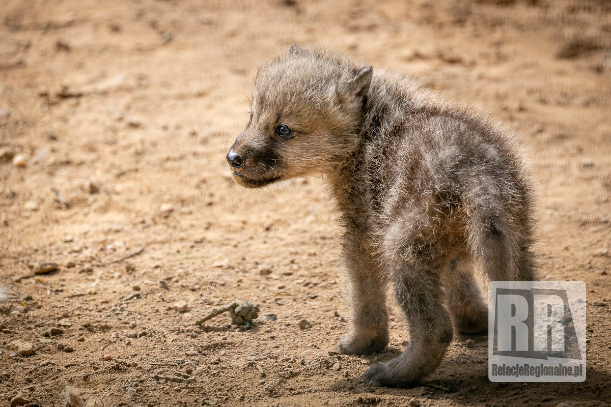 Młode wilki w ZOO Łączna
