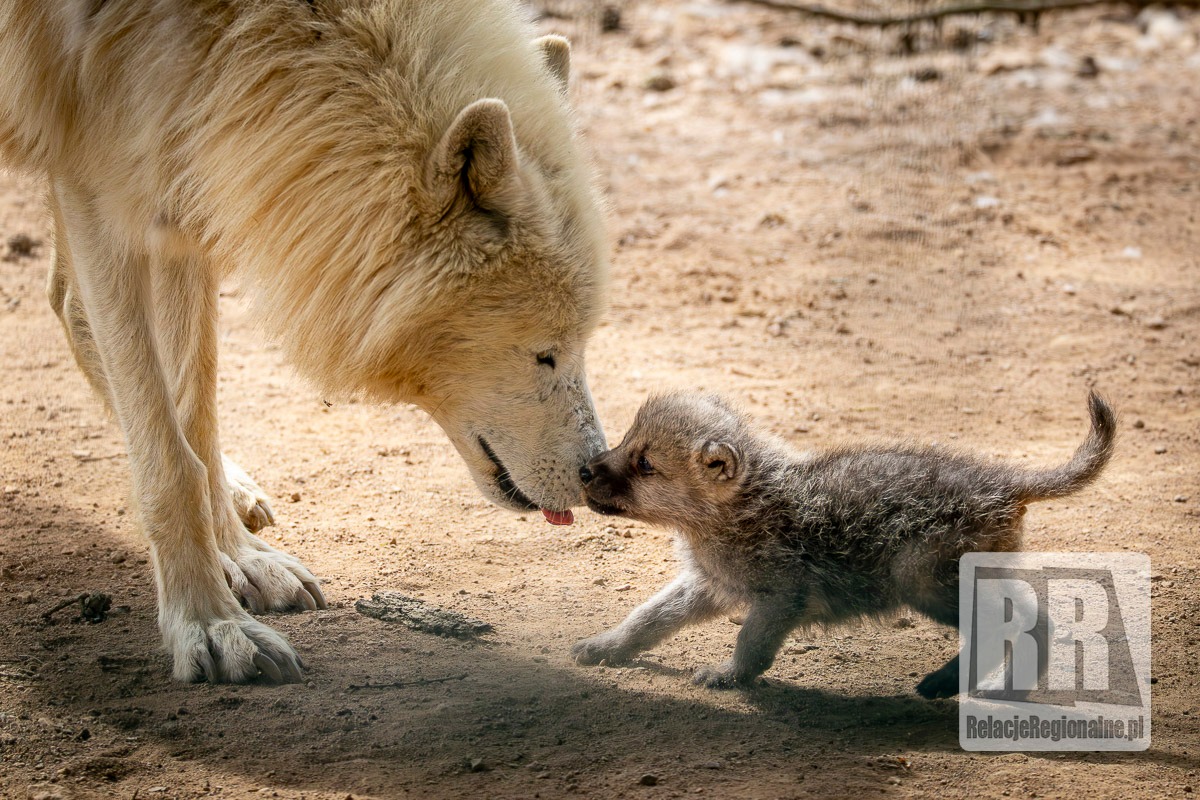 Młode wilki w ZOO Łączna
