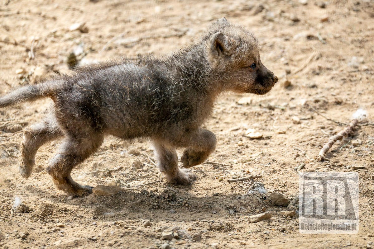 Młode wilki w ZOO Łączna