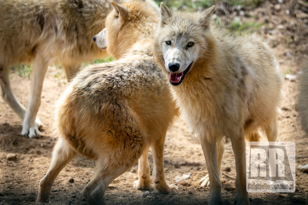 Młode wilki w ZOO Łączna