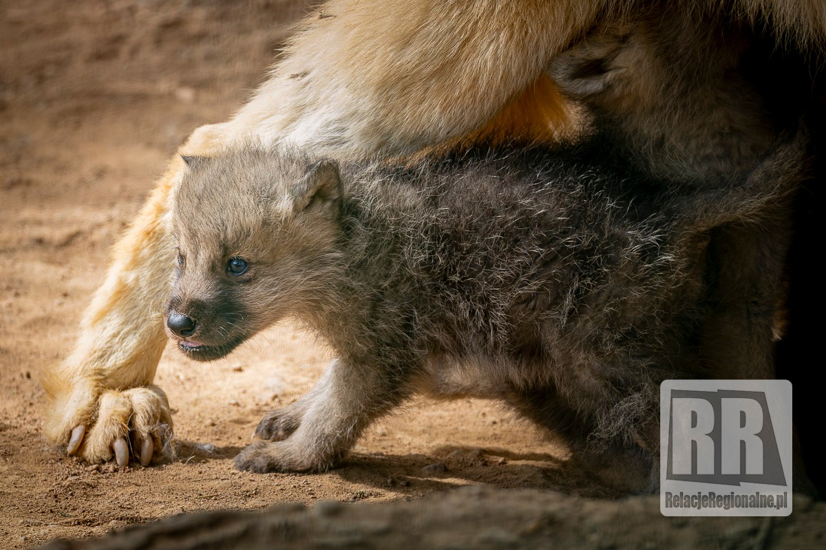 Młode wilki w ZOO Łączna