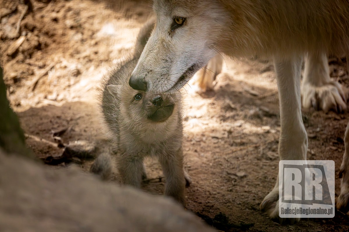 Młode wilki w ZOO Łączna