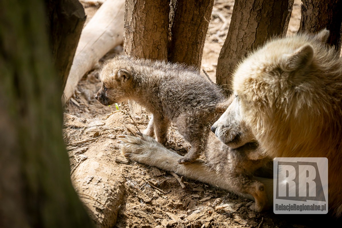 Młode wilki w ZOO Łączna