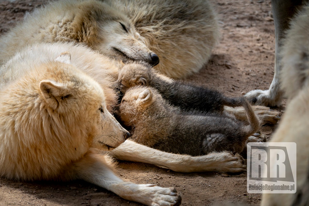 Młode wilki w ZOO Łączna
