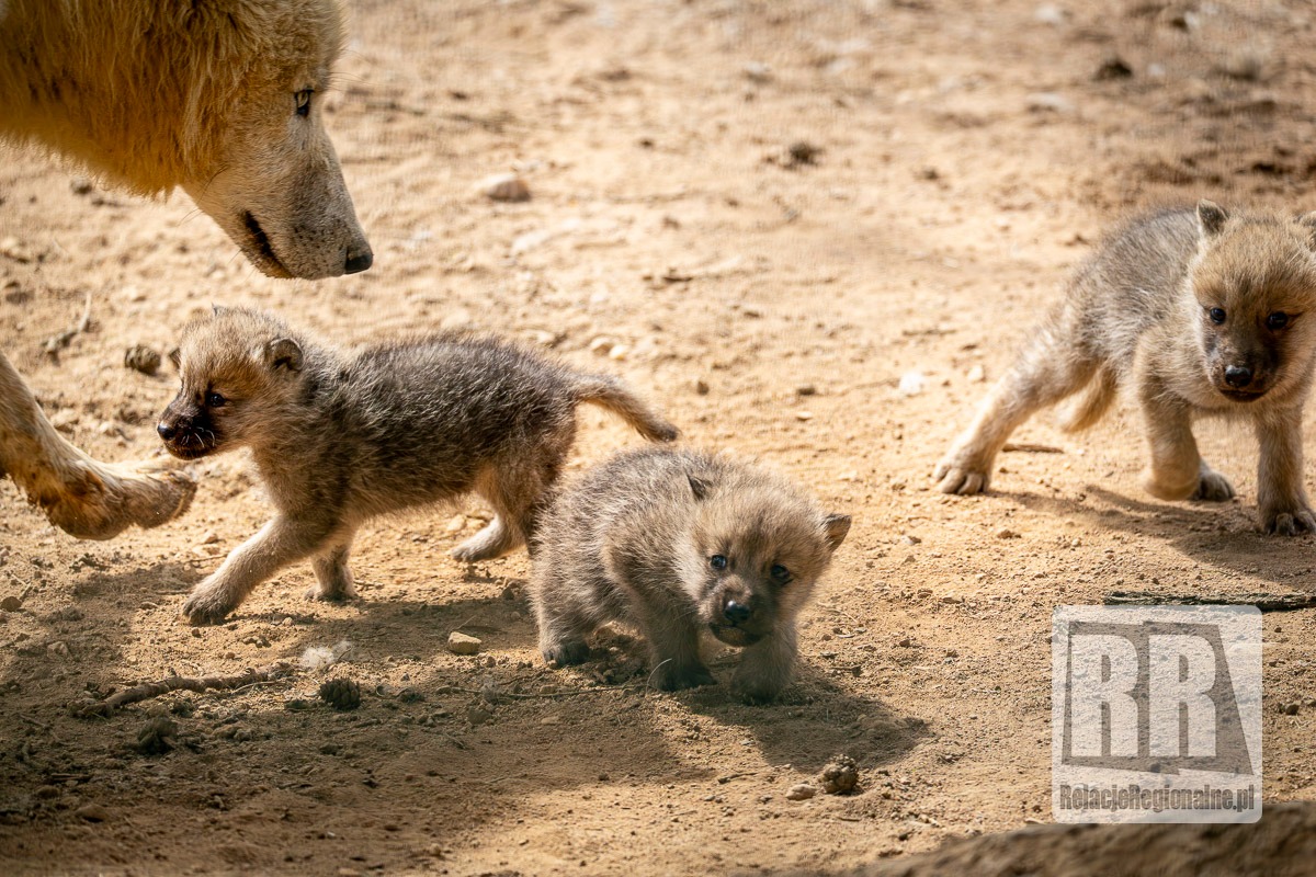 Młode wilki w ZOO Łączna