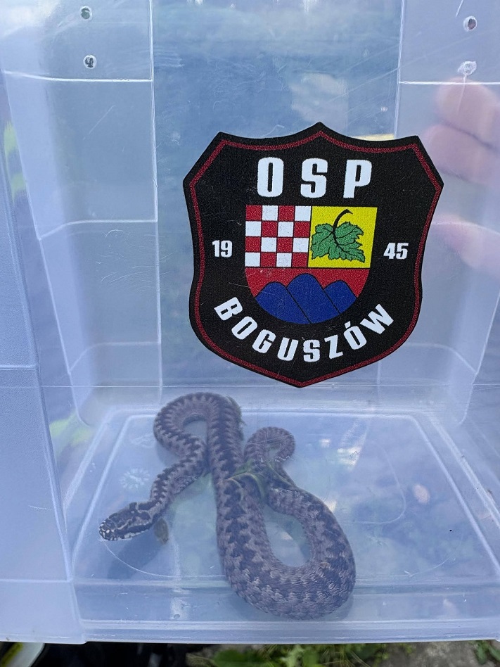 Żmija na posesji i ptak w potrzasku